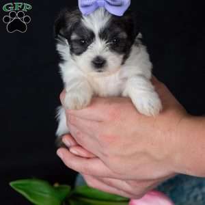 Patches (Tiny), Teddy Bear Puppy